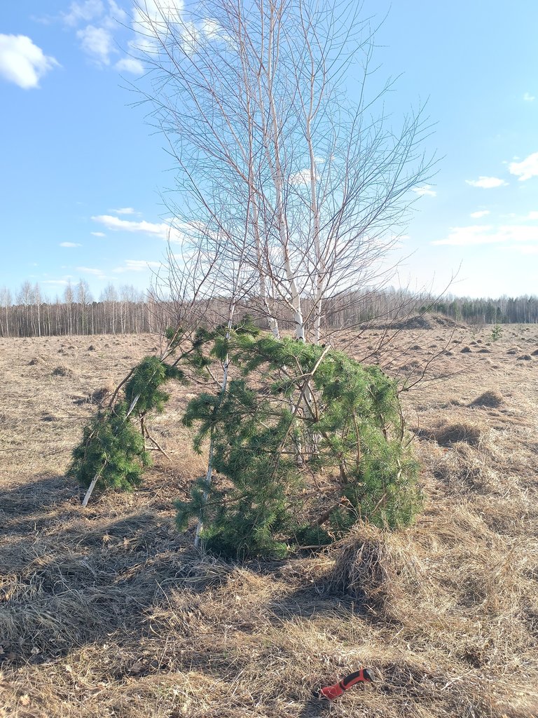 Тетеревиный скрадок