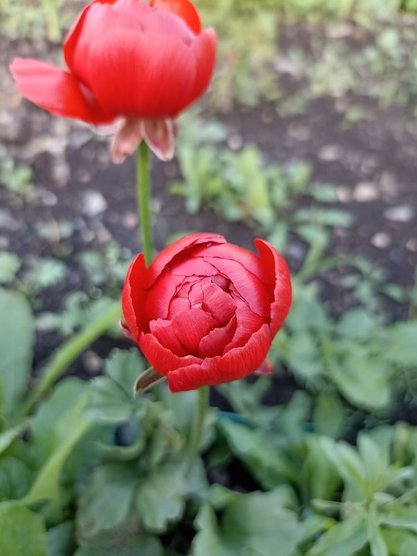 Луковичные от LEFEBER на осень 2023