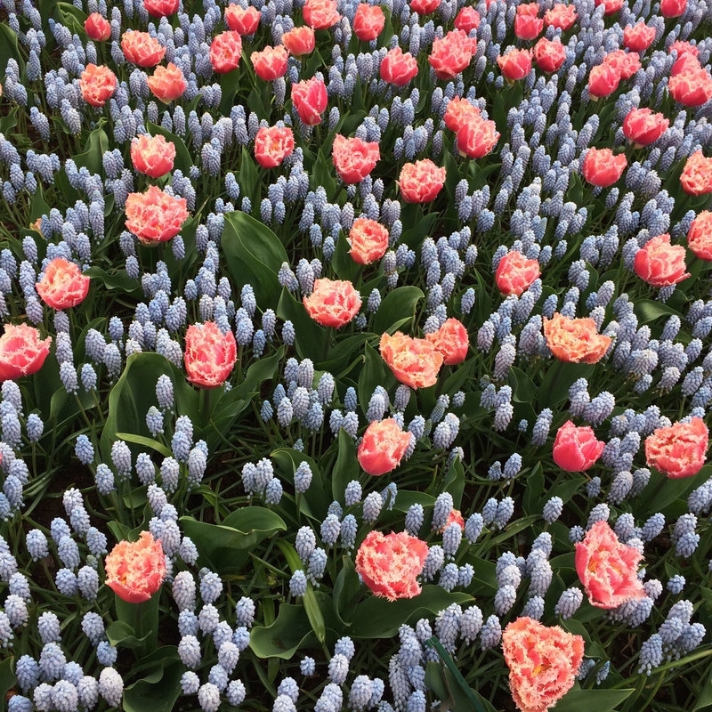 Луковичные от LEFEBER на осень 2023