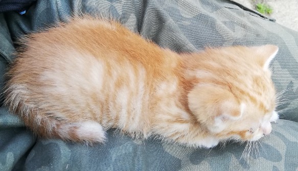 Отдам дешифраторы А1835ИД1, пополняемая.