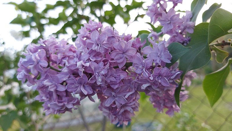 Сирень