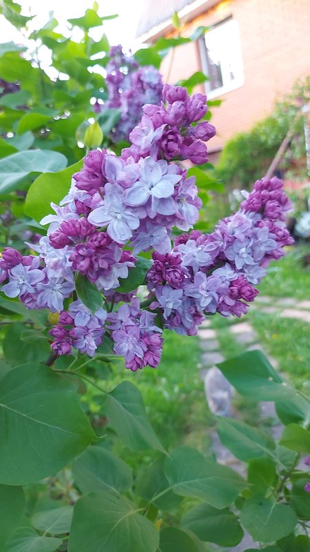 Сирень