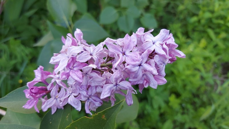 Сирень