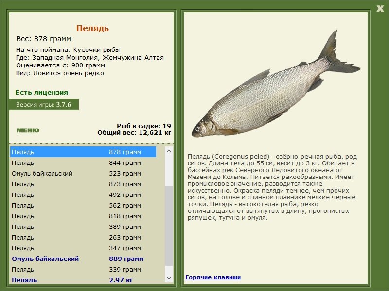 турниры • РУССКАЯ РЫБАЛКА