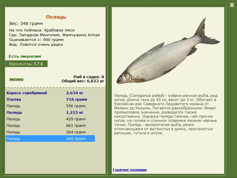 Жемчужина Алтая 