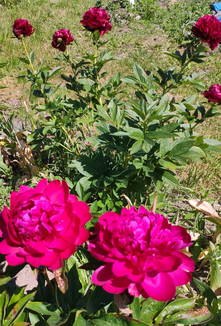 Пионы травянистые