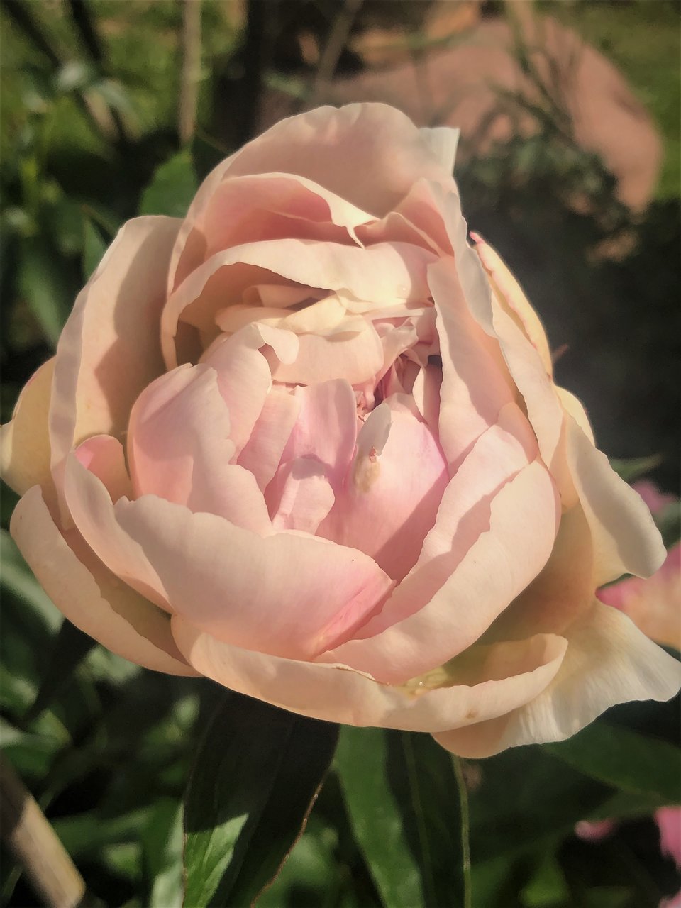 Пионы травянистые