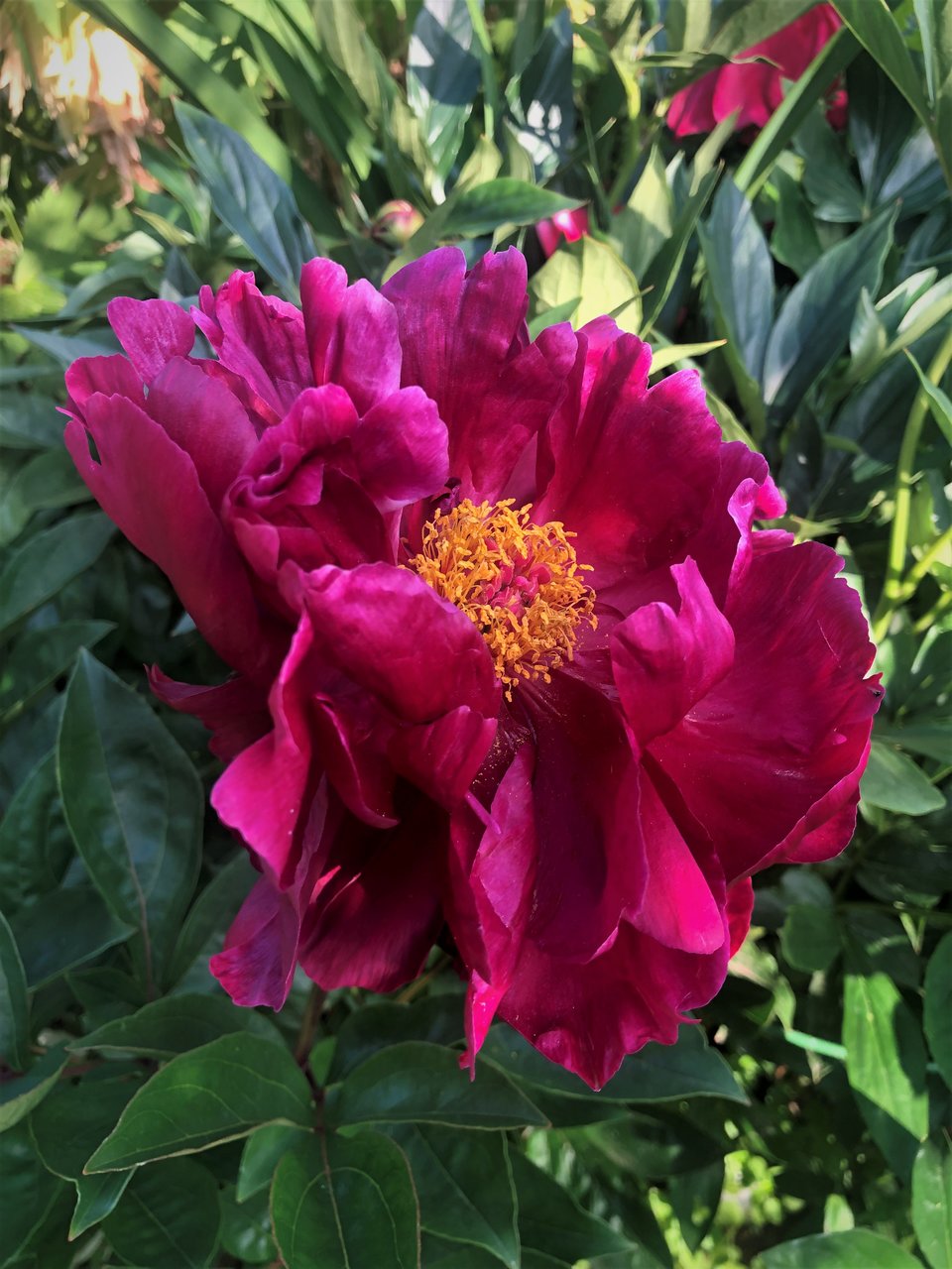 Пионы травянистые