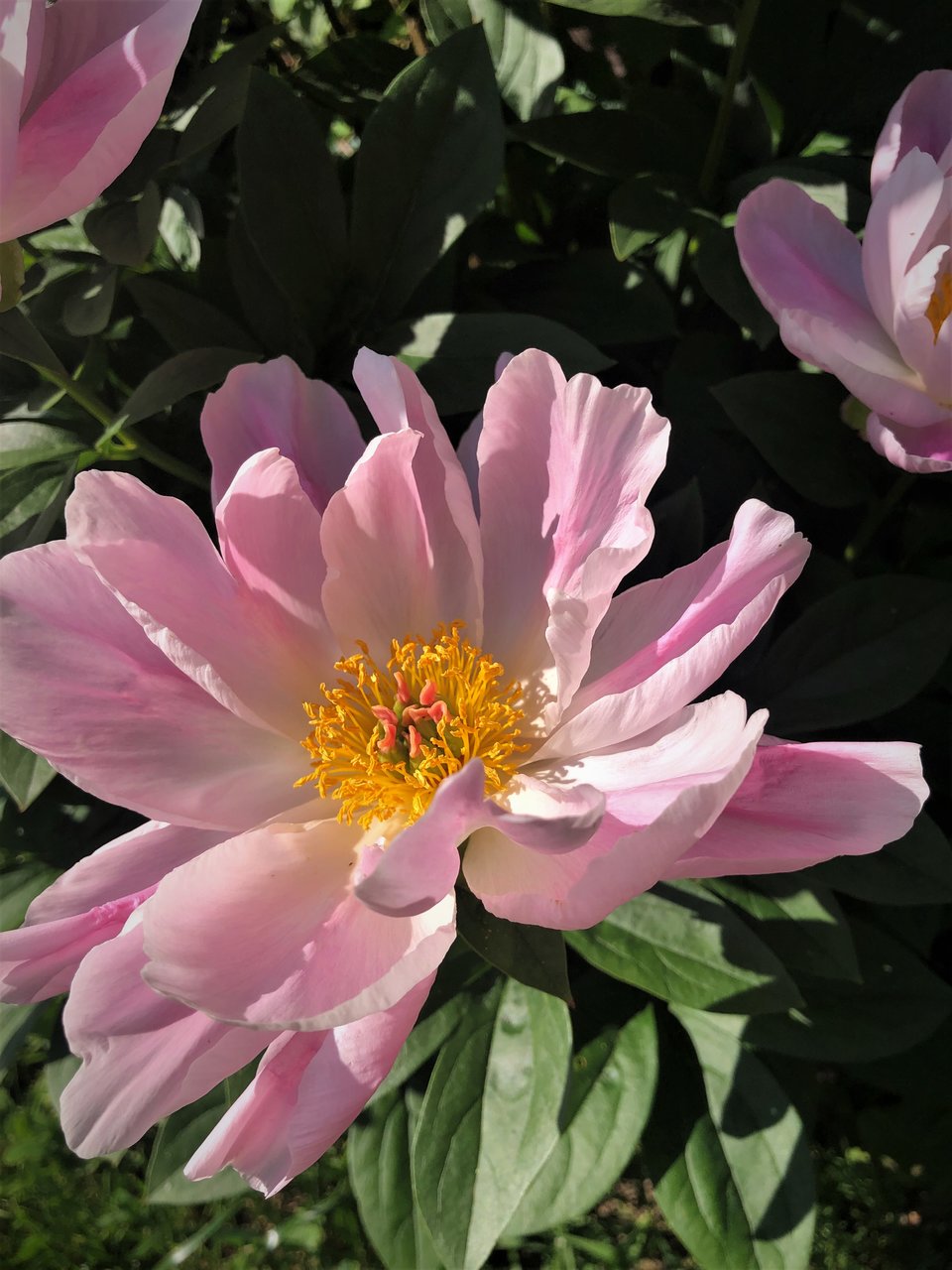 Пионы травянистые