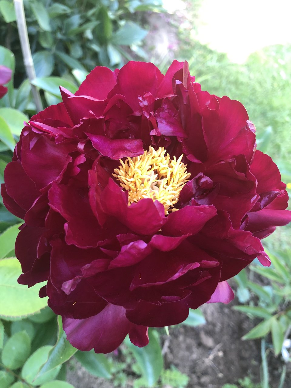 Пионы травянистые