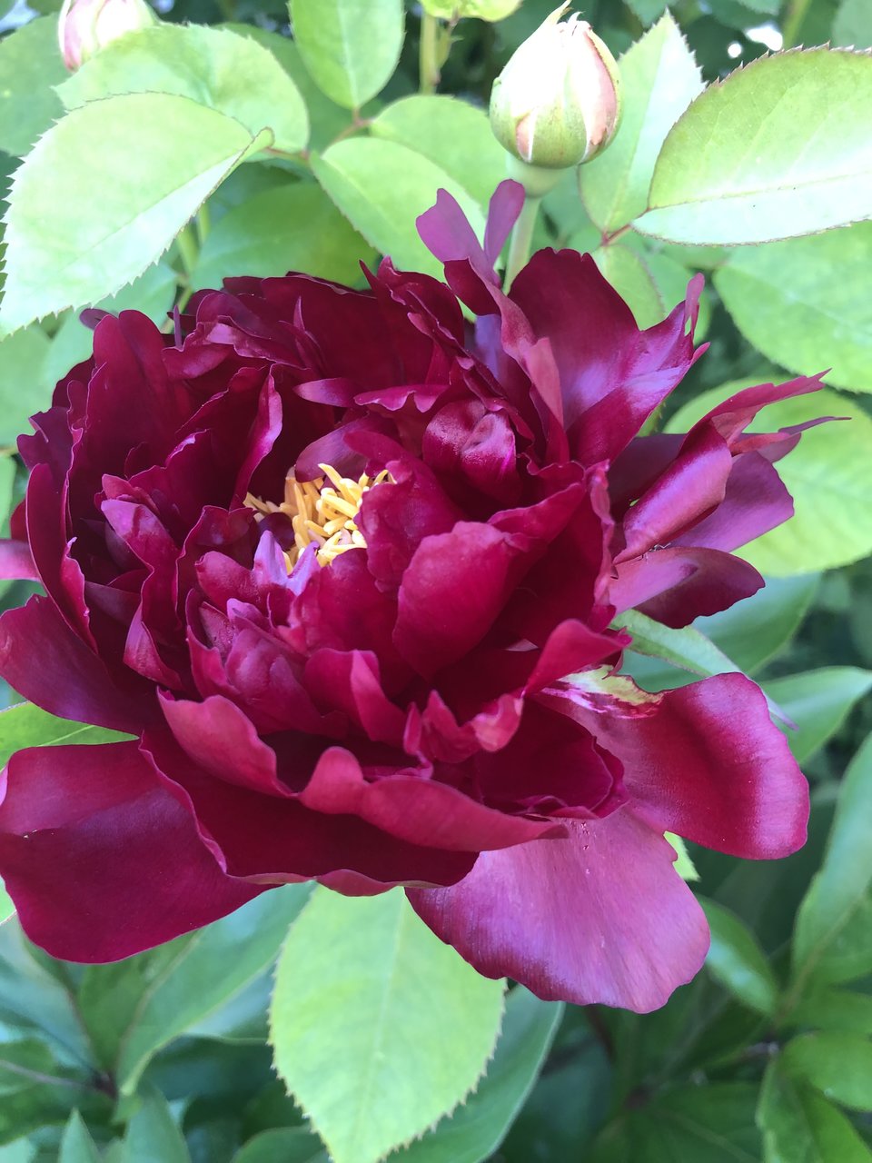 Пионы травянистые