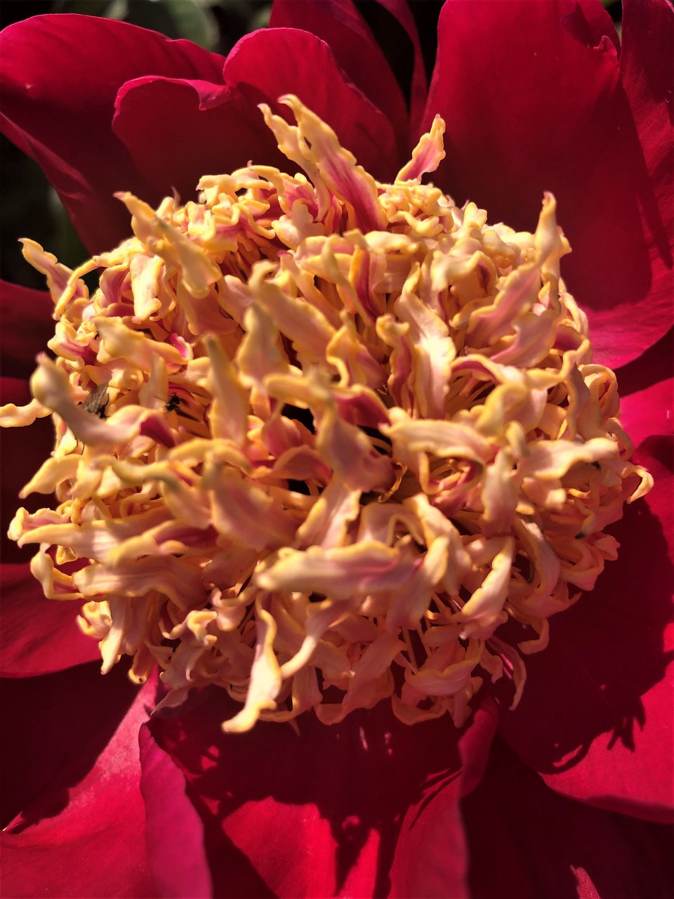 Пионы травянистые