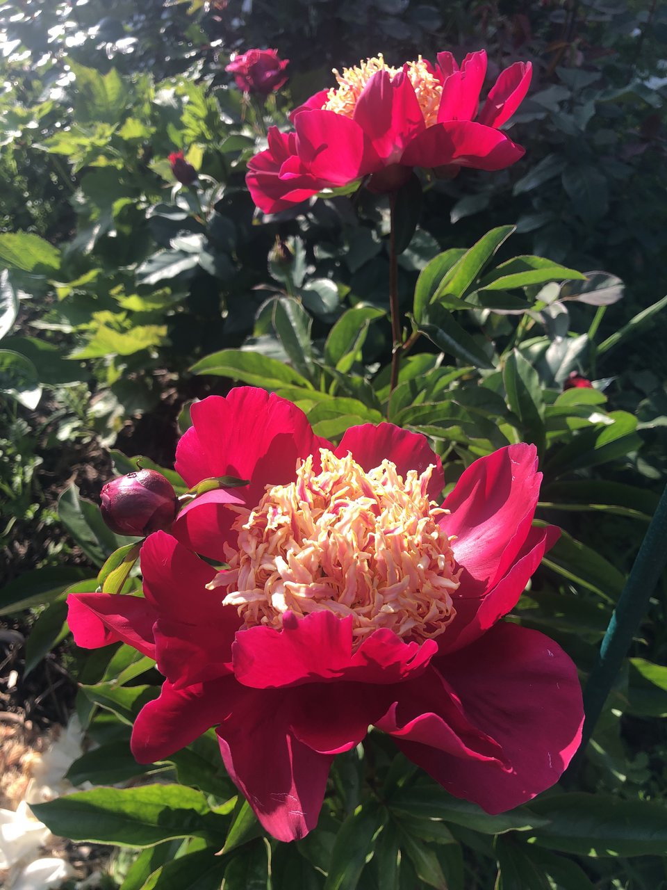 Пионы травянистые