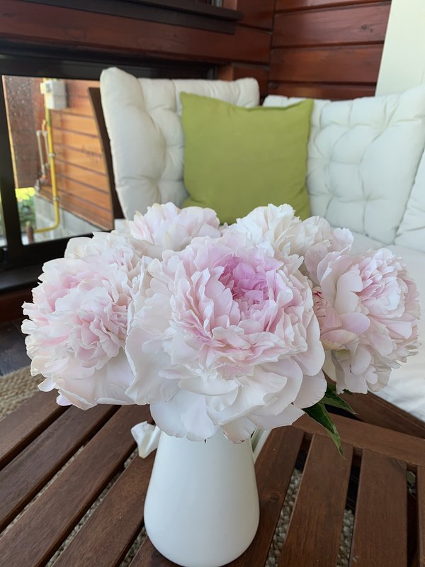 Пионы травянистые