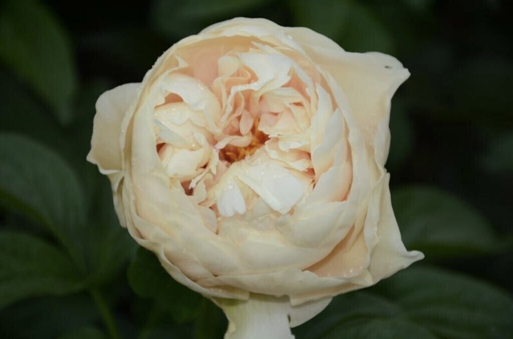 Пионы травянистые