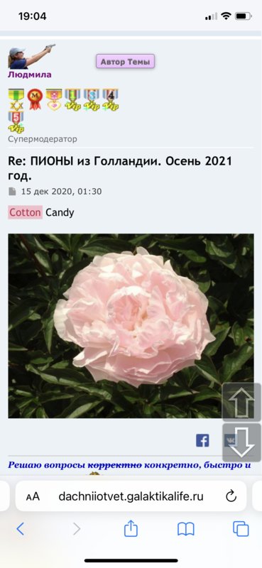 Пионы травянистые