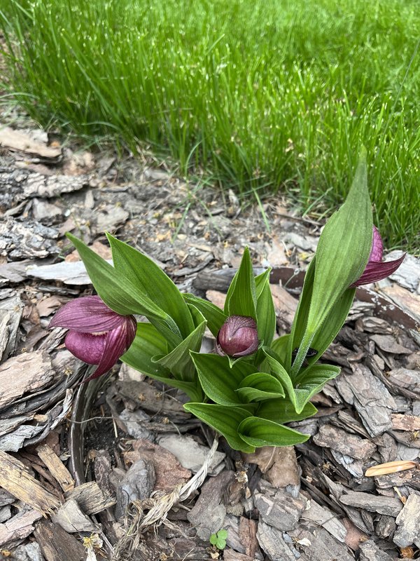 Венерины Башмачки F****h  весна и осень 2023