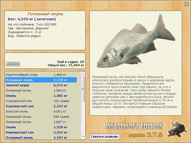Дарлинг 