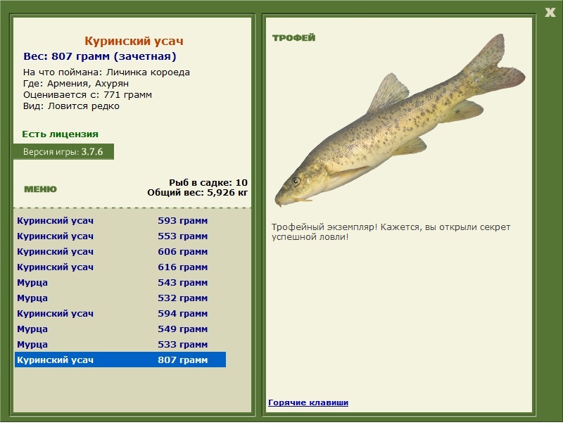 Куринский усач 