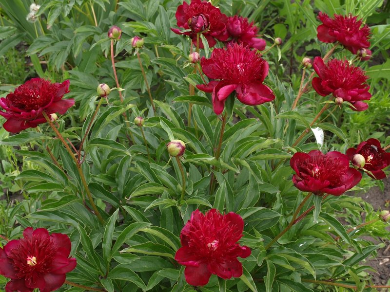 Пионы травянистые