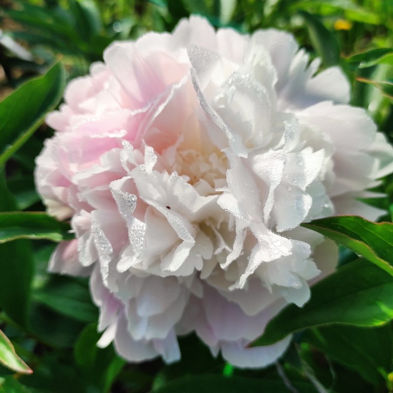 Пионы на сентябрь из Перми