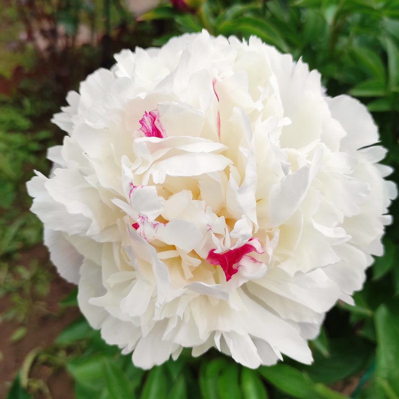 Пионы на сентябрь из Перми