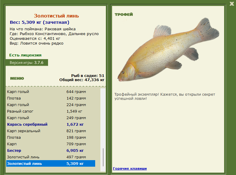 Золотистый линь 