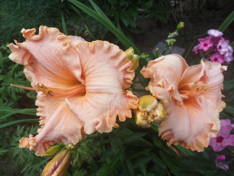 Излишки растений из моего сада на 2023г