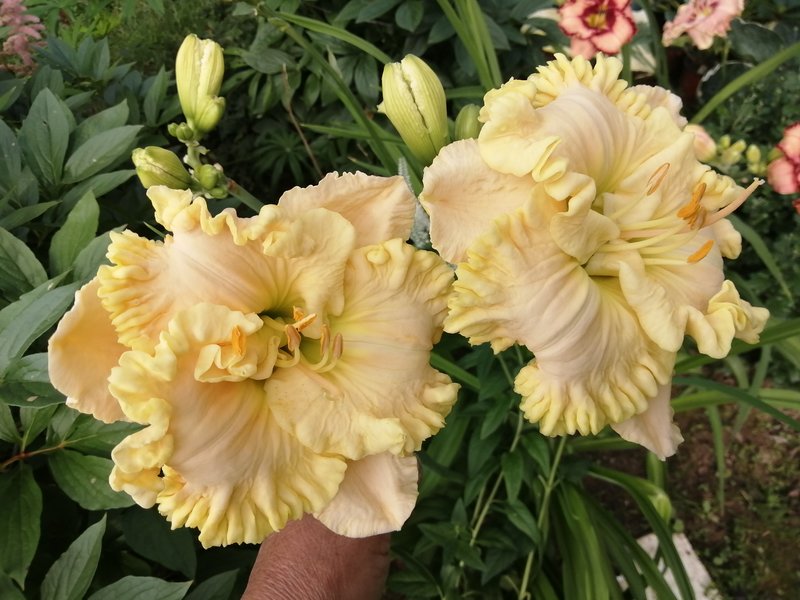 Излишки растений из моего сада на 2023г