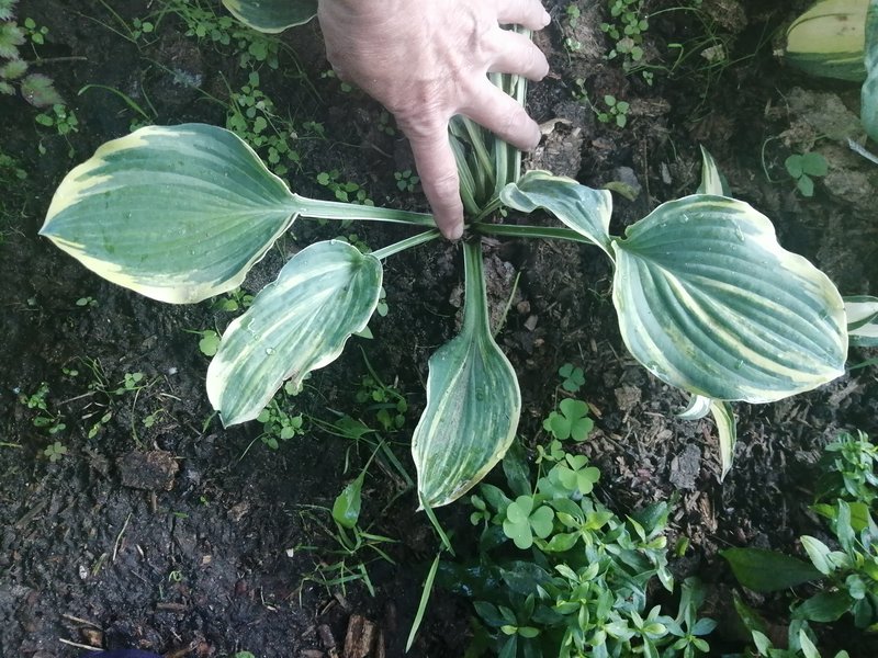 Излишки растений из моего сада на 2023г