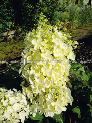 Растения  из Европы весна 24  Ц**а , Н**к, Ш**т