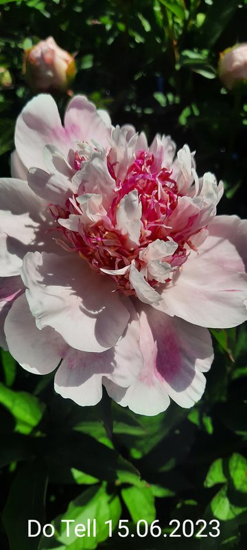 Делю пионы осень 2023