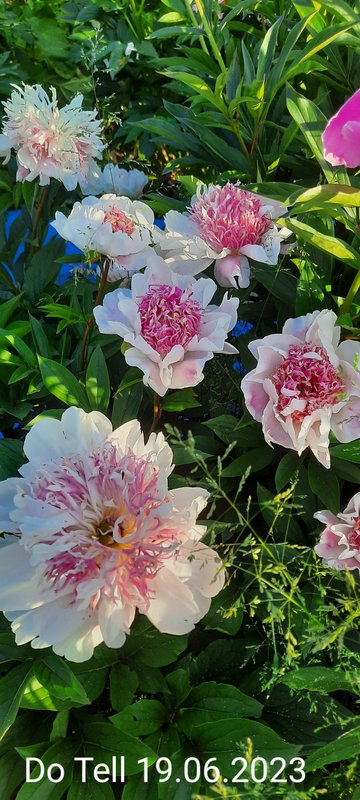 Делю пионы осень 2023