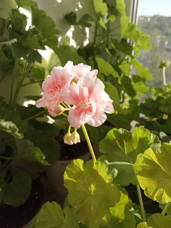 Jessie va Mysty porno Pornografik hotties fotosuratlari