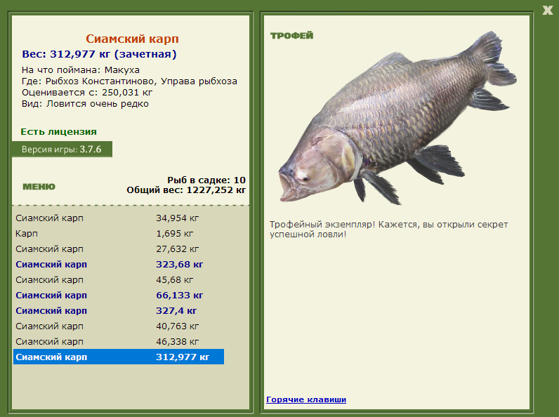 Сиамский карп 