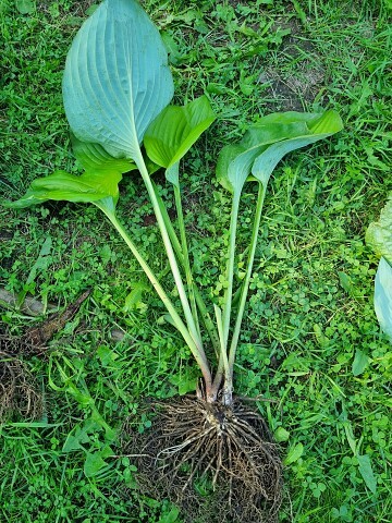 Пионы, хосты и прочие многолетники из моего сада-2023