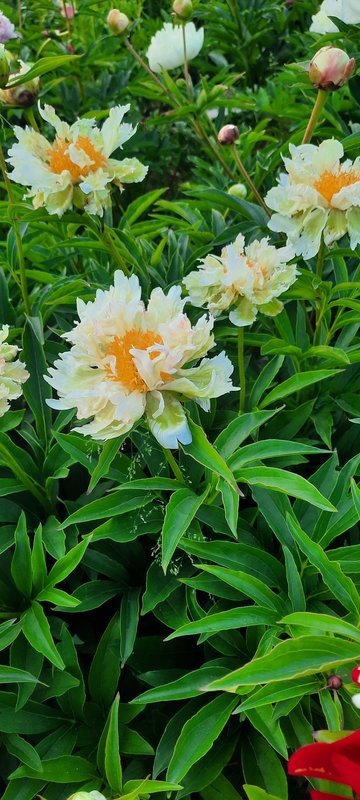 Делю пионы осень 2023