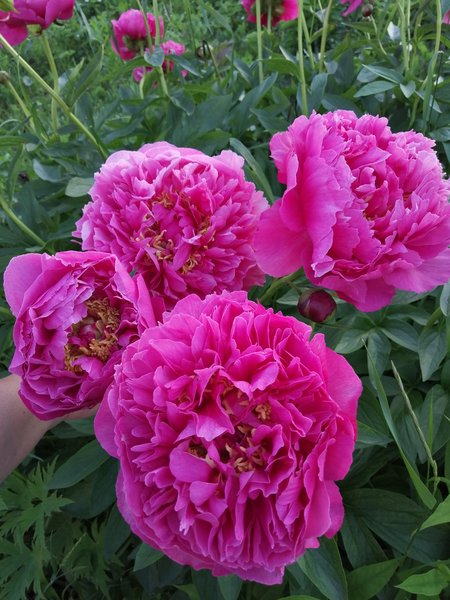 ПИОНЫ из Казани