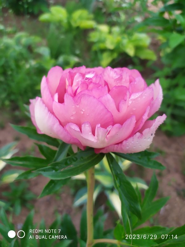 Пионы травянистые