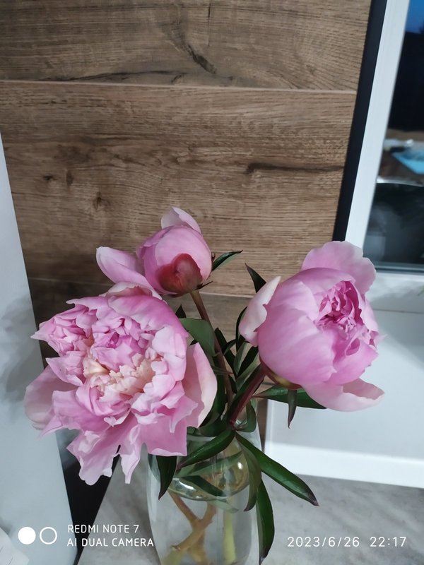 Пионы травянистые