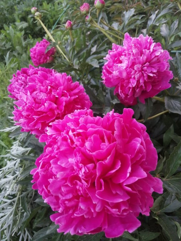 ПИОНЫ из Казани