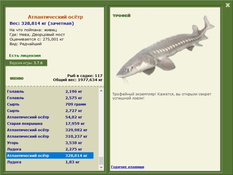 Атлантический осётр 
