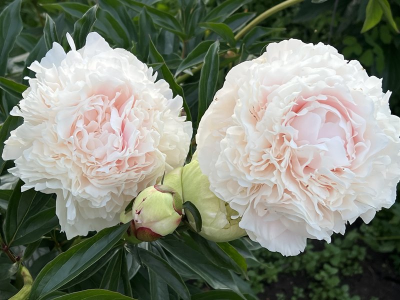 Пионы травянистые