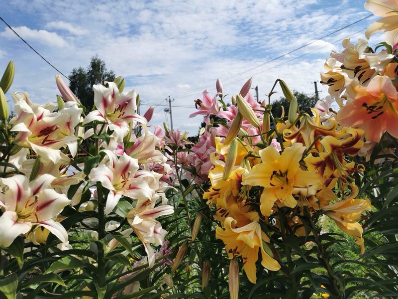 Плантмаркет - лилии и хосты