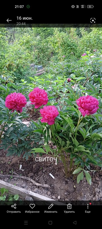 Немного пионов, есть отечественные,  мартагон, хосты