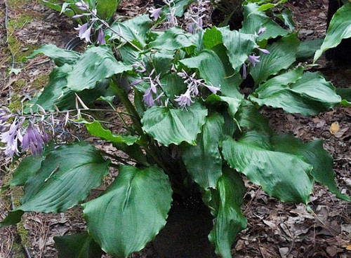 Хосты  из  известного   питомника ВЕСНА 24