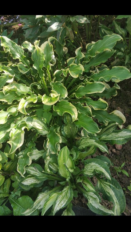 Немного пионов, есть отечественные,  мартагон, хосты