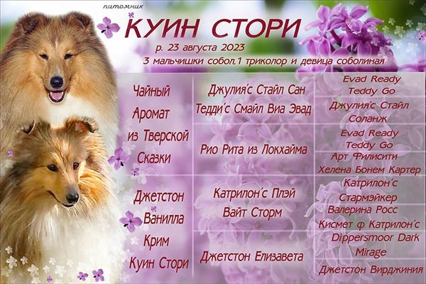  шелти в 