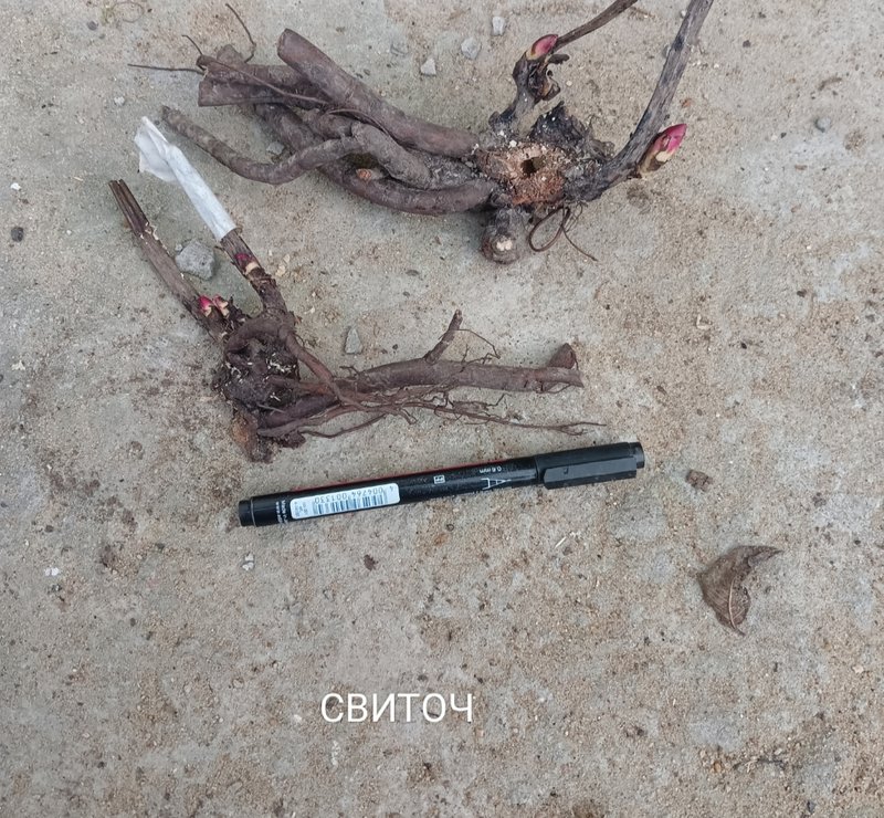 Немного пионов, есть отечественные,  мартагон, хосты