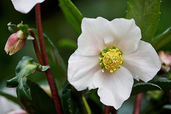 Декоративные саженцы из европейских питомников от Подворья